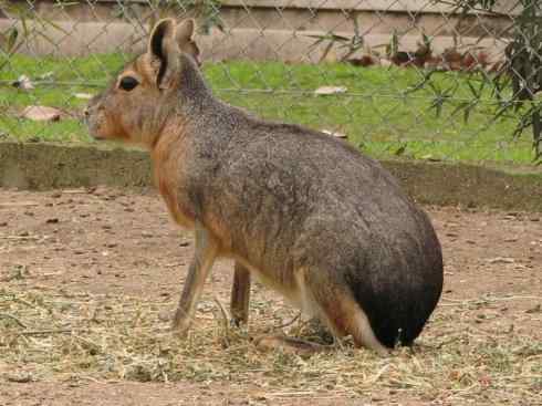 动物世界：山寨还是原创之十四