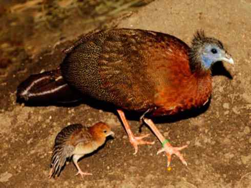 凤凰:传说中的鸟原型探秘(大眼斑雉) 凤凰:传说中的鸟原型探秘(大眼斑雉)