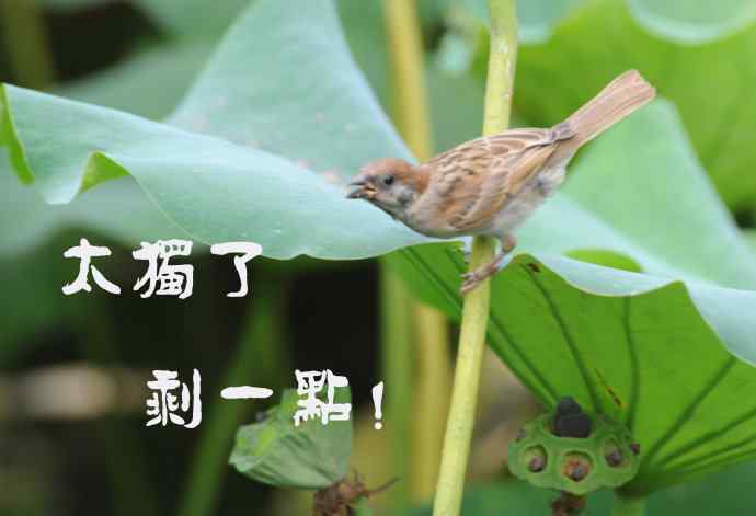 北京紫竹园公园的鸟类——雀儿的表情