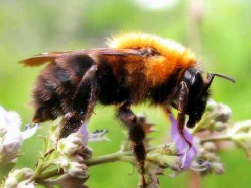 十大喜食蜂蜜动物：黑熊