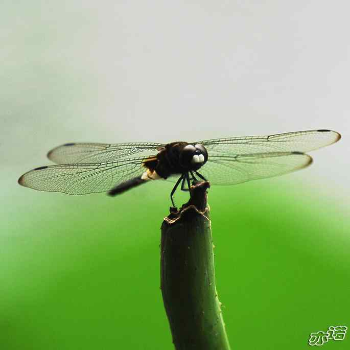 圆明园几种常见的蜻蜓