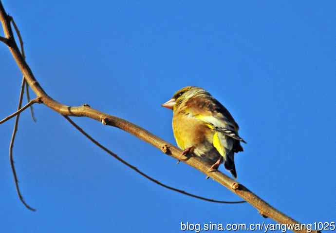 期盼（随拍金翅鸟）