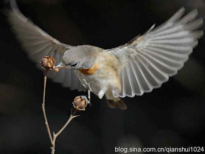 不愁吃喝的小鸟.红胸姬鹟(圆明园)