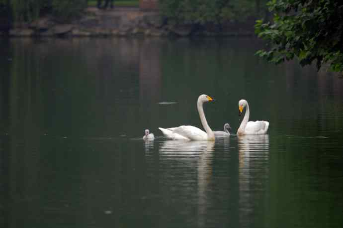 温馨之家（白天鹅）