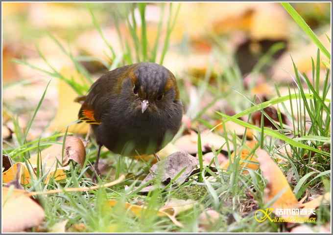 全球濒危的中国四川特有鸟鈥斺敾倚剞答獭菊掌