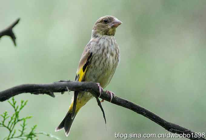 端午天坛生态掠影