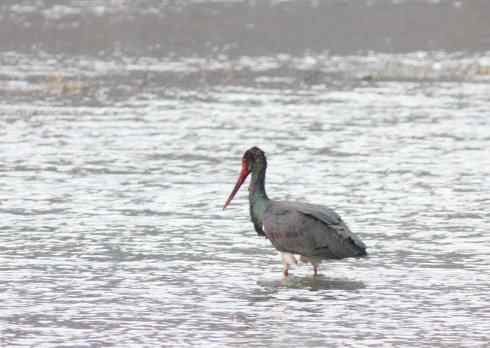 五百分之八的黑鹳