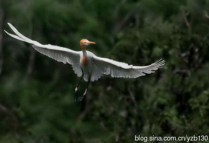 飞版牛背鹭集锦（组图，12张图片）