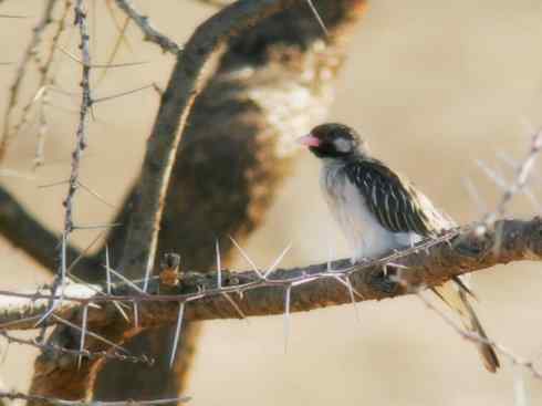 十大鸟类建筑师之一（家燕、金丝燕）