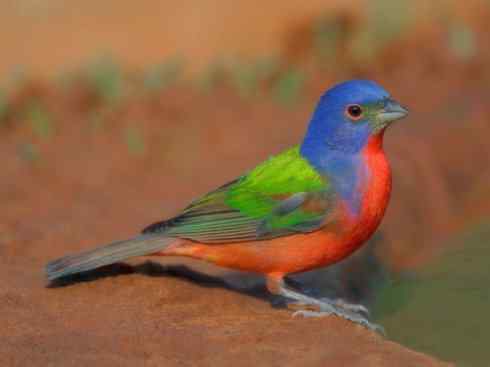 美丽无罪：雀鸟之彩鹀