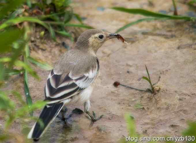 灰鹡鸰：食为天（组图，7张图片）