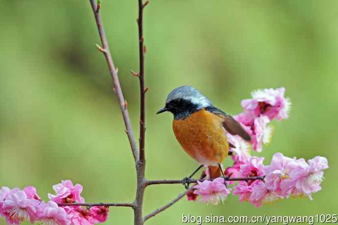 雄性北红尾鸲（26）