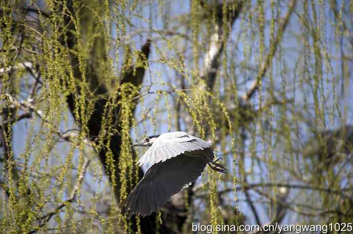 建家筑巢（夜鹭）