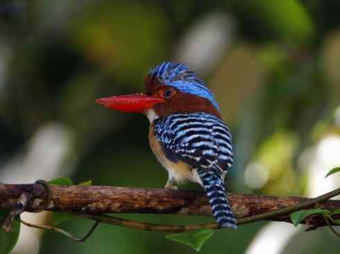 绝色攀禽：佛法僧目