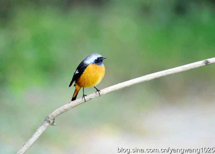 雄性北红尾鸲（1）