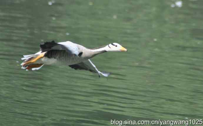北京动物园的鸟类——飞鸟（杂片）