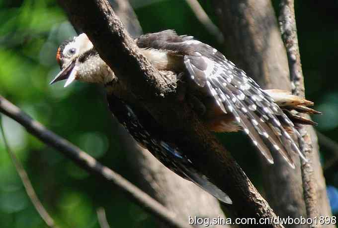 这只大斑比较二
