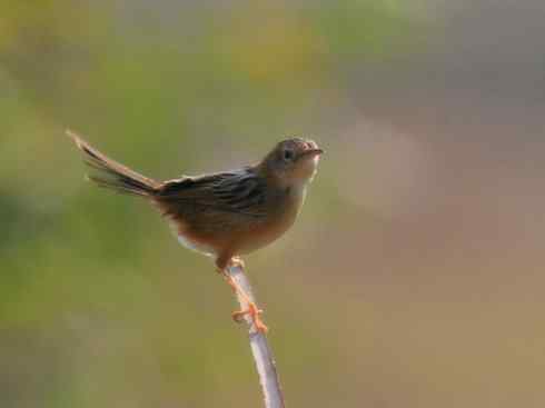 十大鸟类建筑师之四（扇尾莺、缝叶莺）