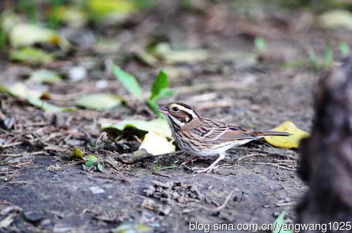 北京天坛公园的鸟类——黄眉鹀（7）