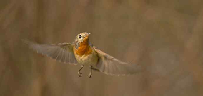 红胸姬鹟的美丽飞翔