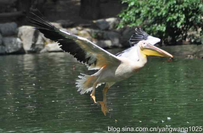 鹈鹕(抓拍) 鹈鹕(抓拍)