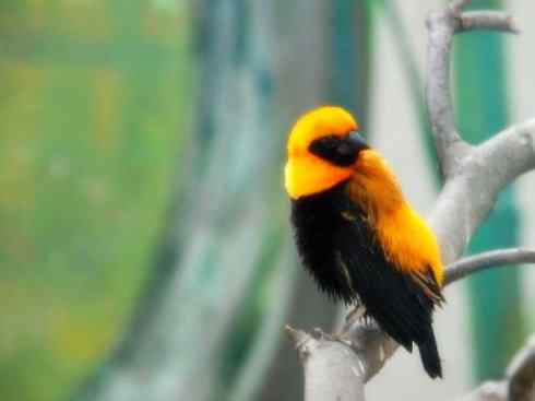 家禽驯化之源之二十四