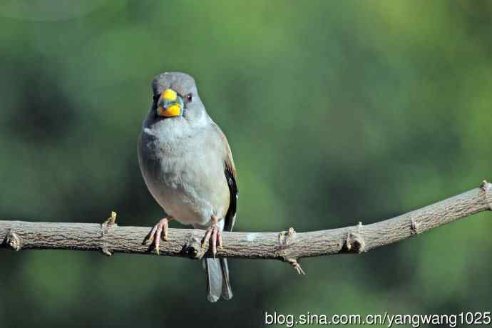 雌性黑尾蜡嘴雀（2）