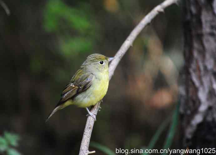 雌性绿背姬鶲（1）
