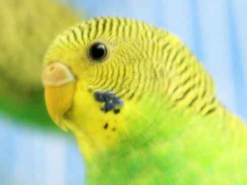 家禽驯化之源之七