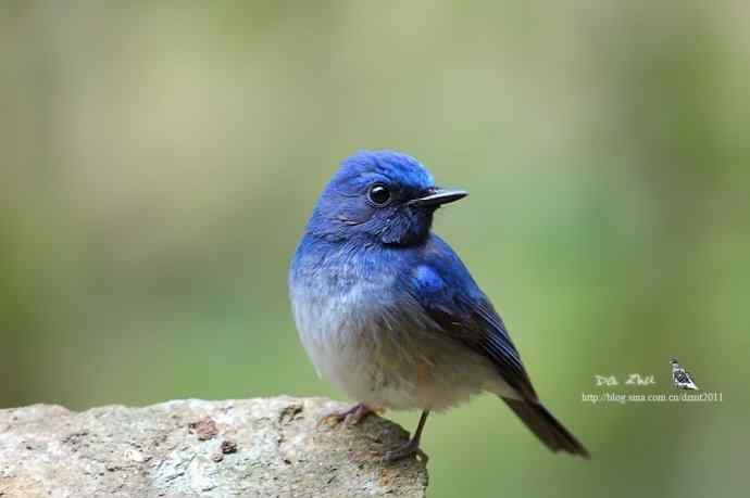 蓝精灵鈥斺敽Ｄ侠断甥l
