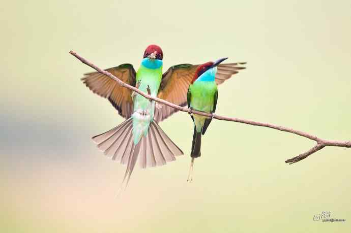 湖北大悟的蓝喉蜂虎