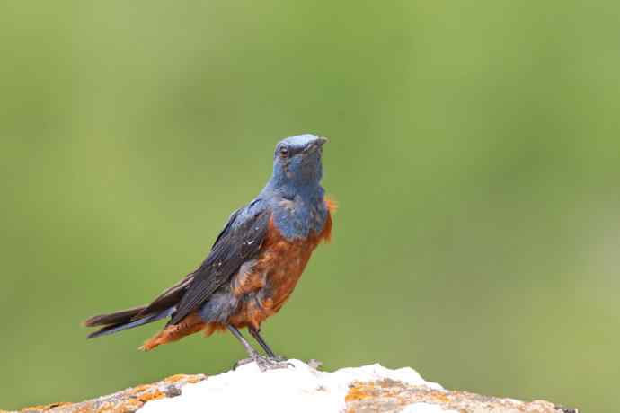 蓝矶鸫少年，父爱如山！