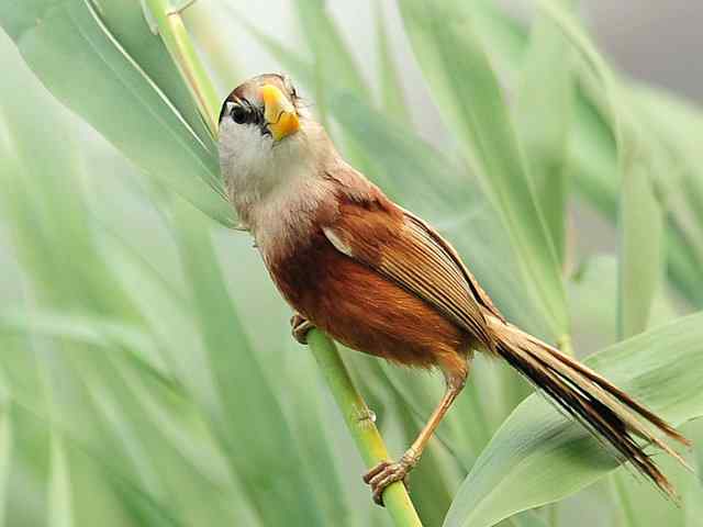 衡水湖印象(震旦鸦雀)
