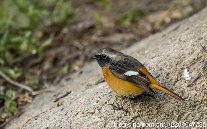 230.打鸟归来收获多多---2.北红尾鸲 230.打鸟归来收获多多---2.北红尾鸲