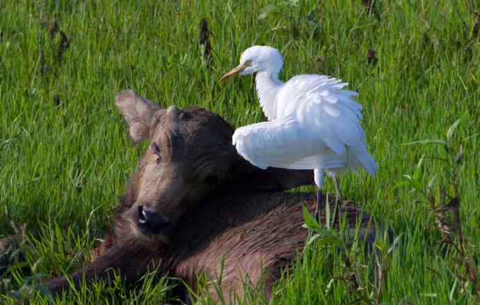 炮的野生鸟类摄影2012总结之三---黄昏界