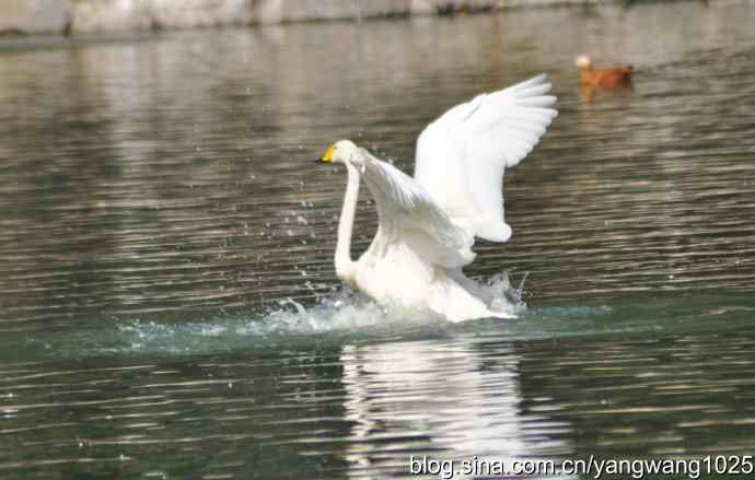 舞（天鹅之舞）