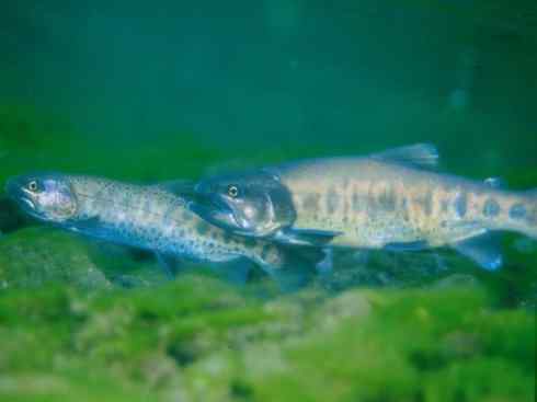 自然奇观：动物大迁徙(大马哈鱼)