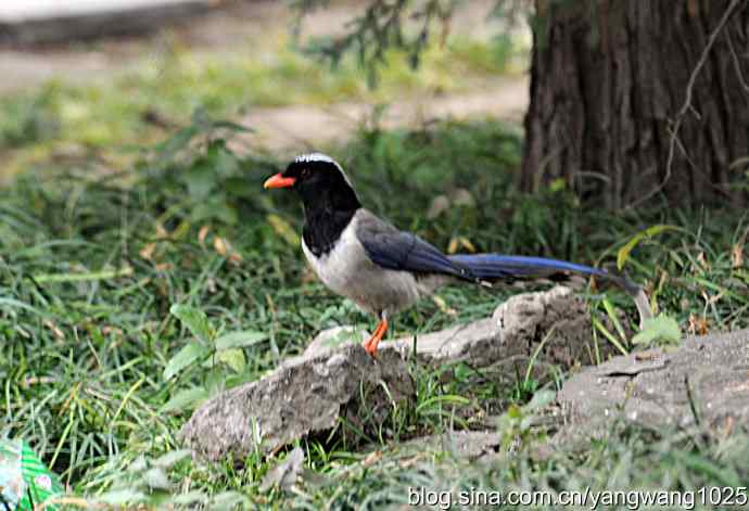 红嘴蓝鹊