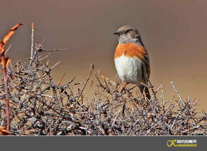 高原鸟鈥滒堆茵意潯臼蹬摹