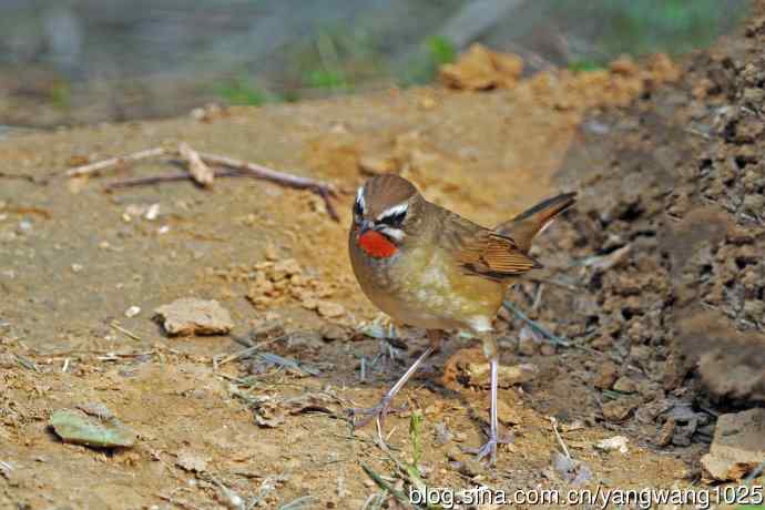 雄性红喉歌鸲（22）