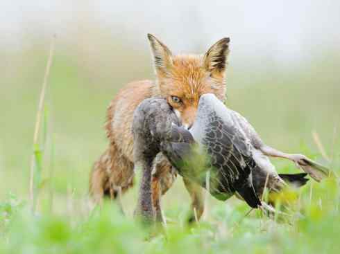 狈：传说的兽原型探秘（狐）