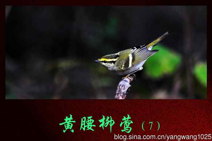 黄腰柳莺（7）