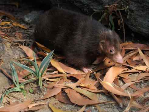犬科：狐亚科之大耳狐