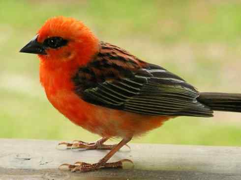 极品红色鸟类：红艳织雀