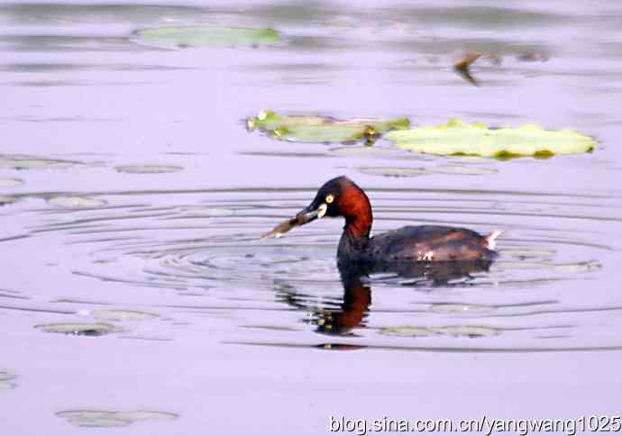 早餐 wbr鈥斺斝t捕鱼纪实