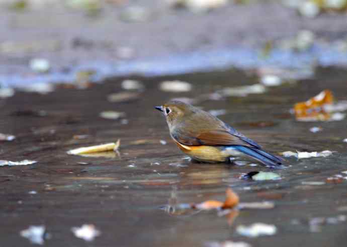 雌性红胁蓝尾鸲(7) 雌性红胁蓝尾鸲(7)