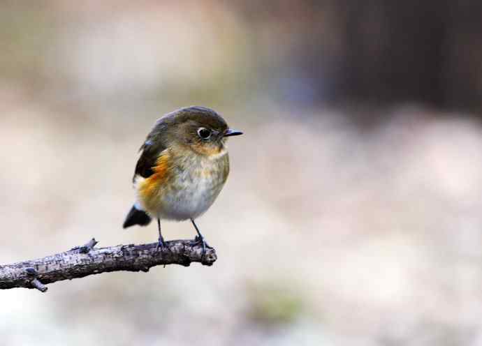雌性红胁蓝尾鸲(8) 雌性红胁蓝尾鸲(8)
