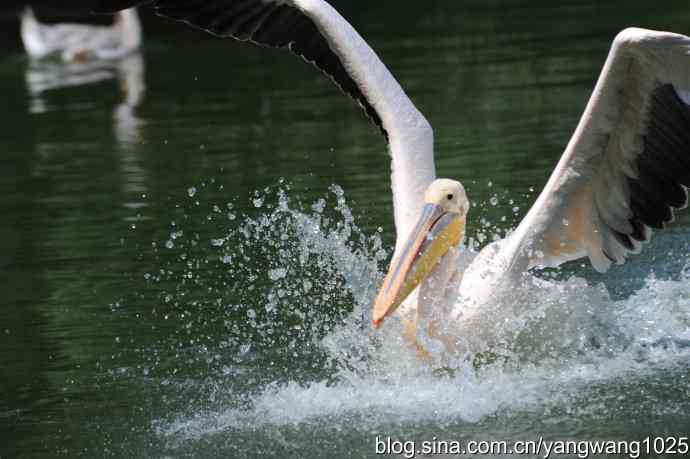 明星（鹈鹕大白）