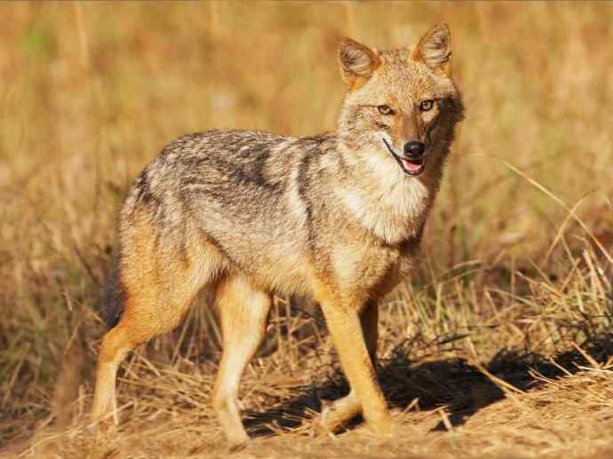 犬科:犬亚科犬属之金豺、黑背豺(胡狼类) 犬科:犬亚科犬属之金豺、黑背豺(胡狼类)