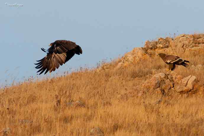 草原有约. wbr夕阳下与草原雕一家敖包相会